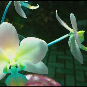 ジャノメチョウ水族館