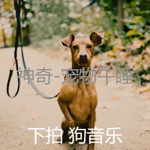 简单化(宠物午睡)