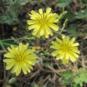 苦菜花儿黄 -聂荣慧