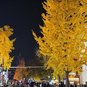 鲸与他的十年(翻唱版)