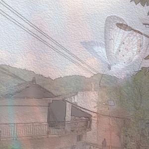 蝴蝶