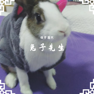 兔子先生（正太版）