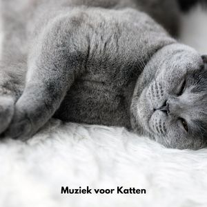 Zachte Pootmelodieën