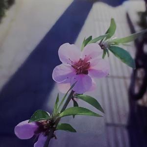 短小精悍butter-fly