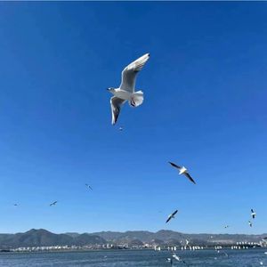 迷幻毛尖茶 第三十三季