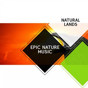 Inane Northern Flicker