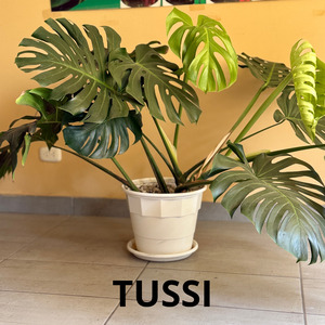 Tussi