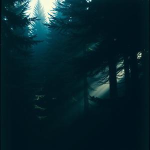 Evergreen by @yaeraemey