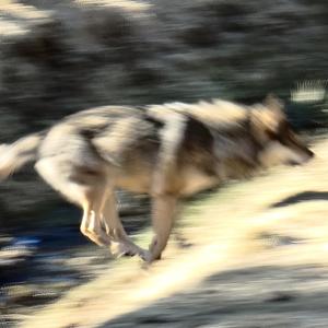 Blikkenslagerens Flammende Riff