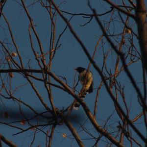 蓝色狂想曲（钢琴演奏）