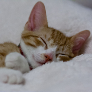 Lofi Harmonies Soothe Furry