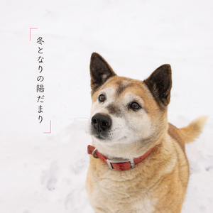 冬となりの陽だまり (Instrumental)