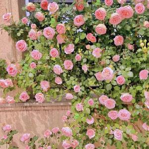 [Free]''Best Friend''