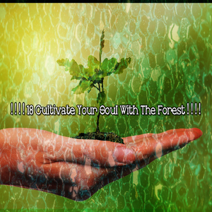 純粹寧靜的森林