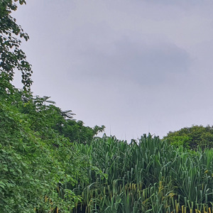 Hilang Harapan (Acoustic)