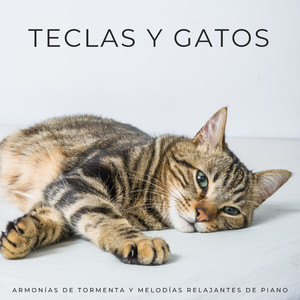 Melodías De Gatos Lluviosos