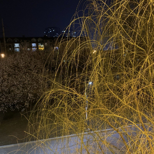 好像是每个人都住在电话里