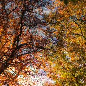 又是一个秋天你还会想起我吗（void7 非free 禁止录制 转裁 禁止商用）