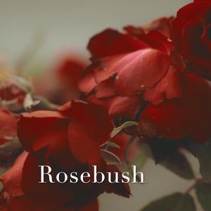 Rosebush