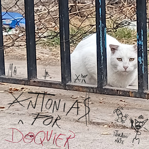 Te ignoro