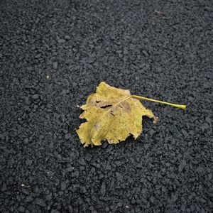 东京不太热_元宝