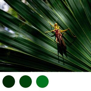 Insects At Night