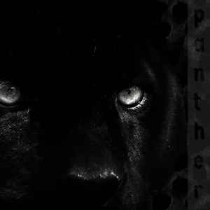 panther