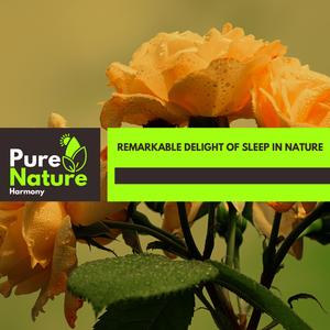 Gracious Mountain Rocky Wind Steady