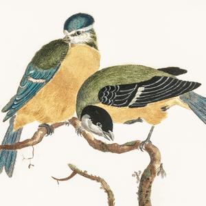 Chaffinch