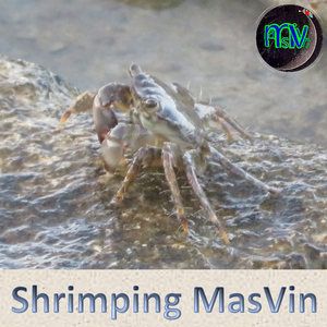 Shrimping