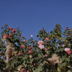 Melody (live)（翻自 黄一鸣）