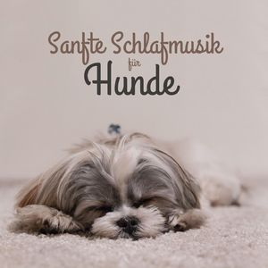 Mein Hund schläft viel