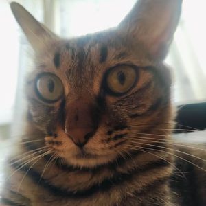 小猫喵喵喵