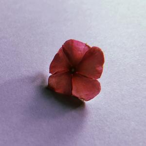 愛迷エレジー（翻自 GUMI）