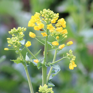 东京不太热（翻自 洛天依）（Cover 洛天依）