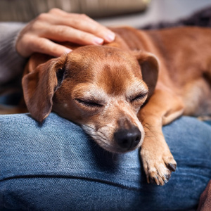 Música Relajante Para Perros