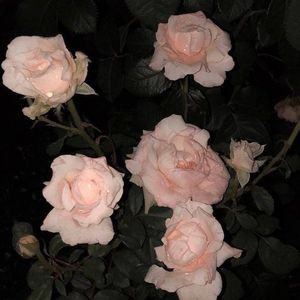 Coffee Lofi Type Beat