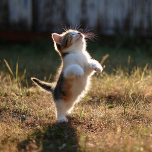 かわいいダンスの時間です