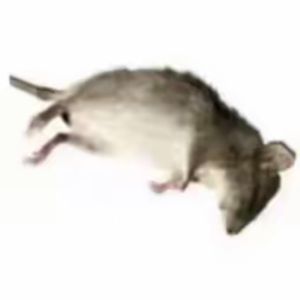 接受 （Prod. YzSword X sammy X draka）