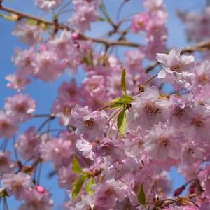 崖の上のポニョ