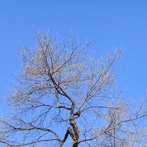 离叹