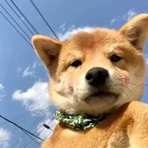 杜浩