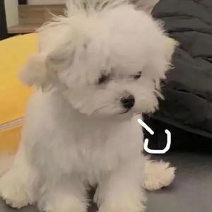 我想没有以后了