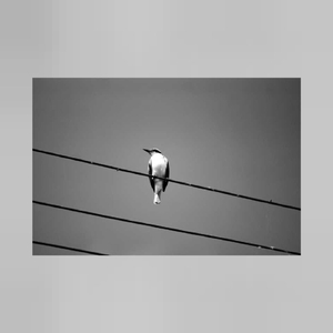 Bird on a Wire