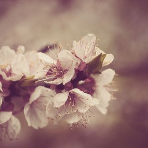 晚风寄信人 (舒缓古筝)