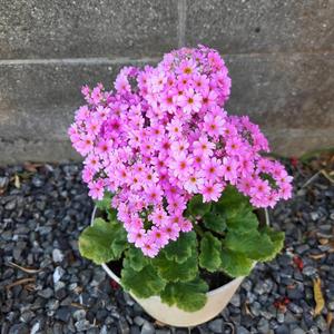 春の祈り(World Peace Song)