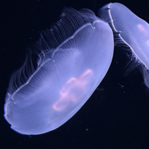 Ruoxi Liu - Ocean's core