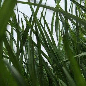 送别（口琴曲）