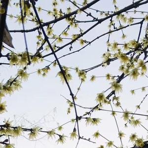 念（翻自 清弄）