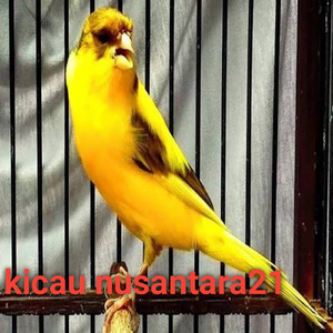 Burung Kenari Ngerol Sampai Keluar Negri